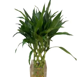 Beat Bamboo 50 cm